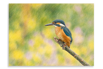 Colourful Female Kingfisher- Artistic